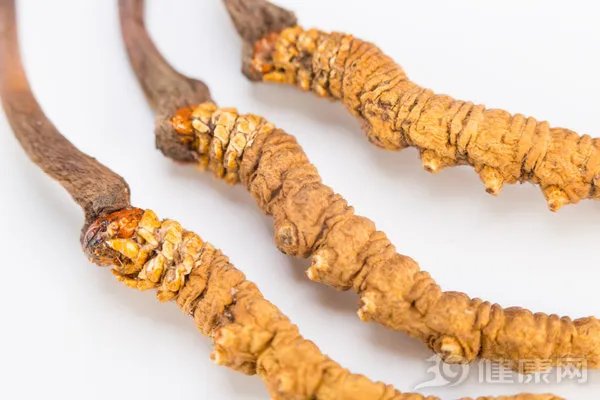 冬虫夏草怎么吃最好？