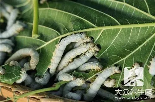 桑树叶泡水喝注意什么?