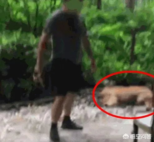 金毛护主被活活打死，除了心痛，肇事者应该接受怎样的制裁？