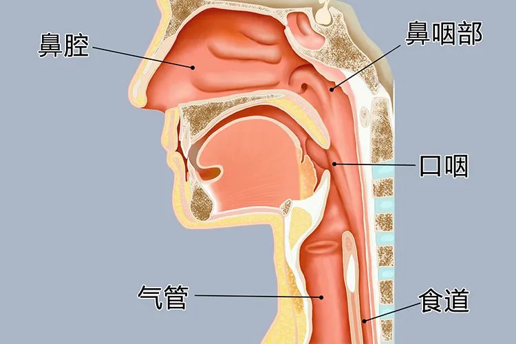 鼻腔结构图