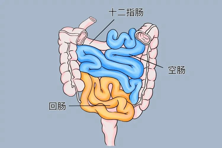 全胃肠道解剖示意图