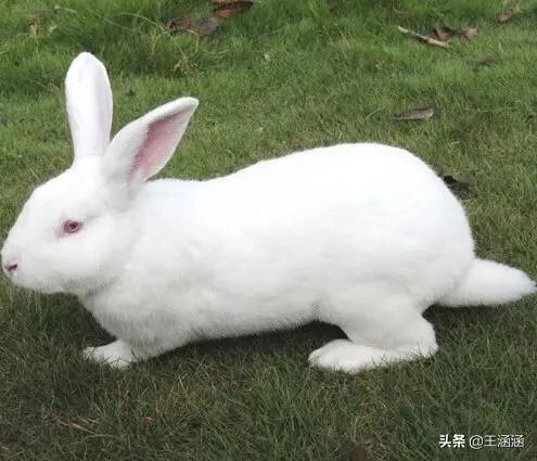 肉兔的品种有哪些？