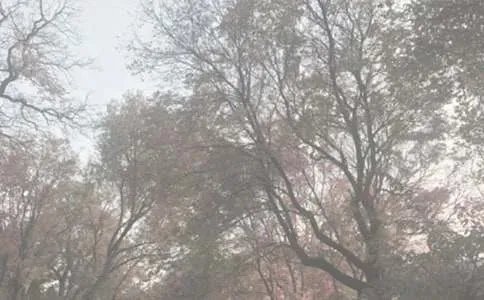 植物园作文