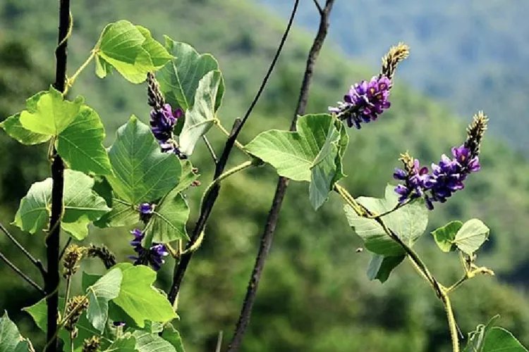 葛花图片大全