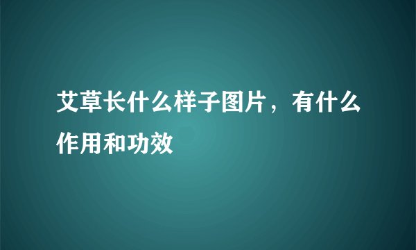 艾草长什么样子图片，有什么作用和功效