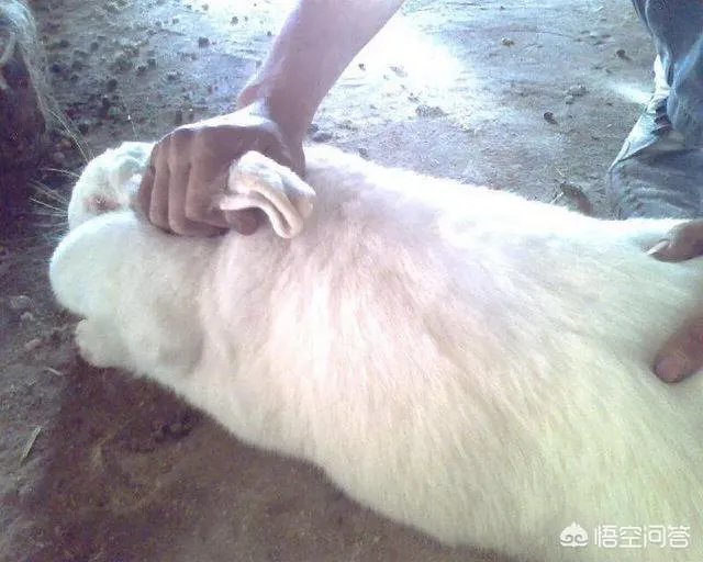 肉兔的品种有哪些?
