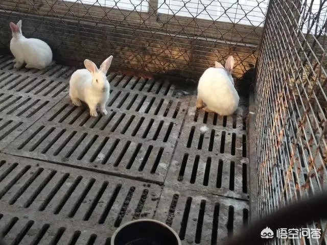 肉兔的品种有哪些?