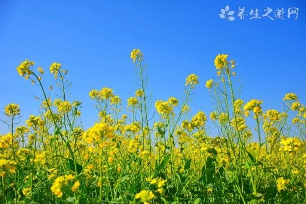 黄酮是什么