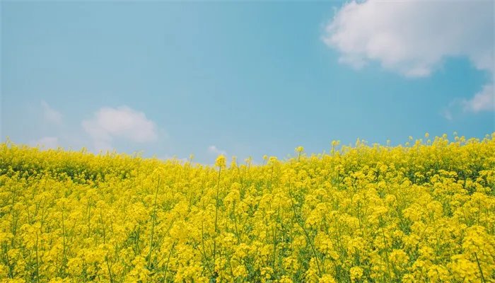 油菜花的花语 油菜花的花语是什么