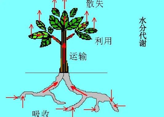 水分的拼音