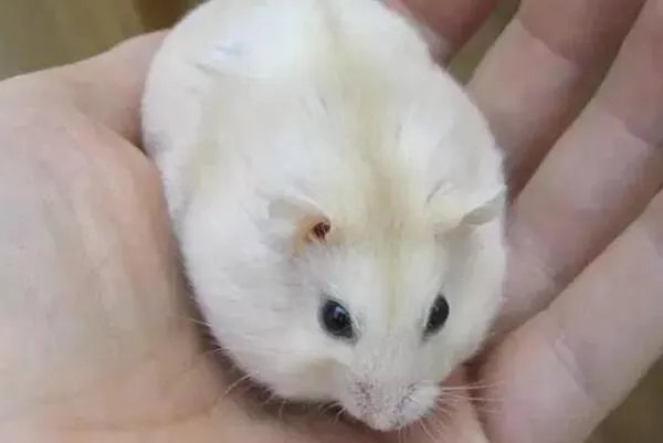 世界八大知名宠物鼠品种,龙猫上榜,第一可以在树与陆地间滑行