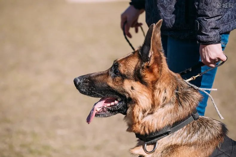 老人惨遭恶犬围攻 被狗咬伤打狂犬针要多少钱
