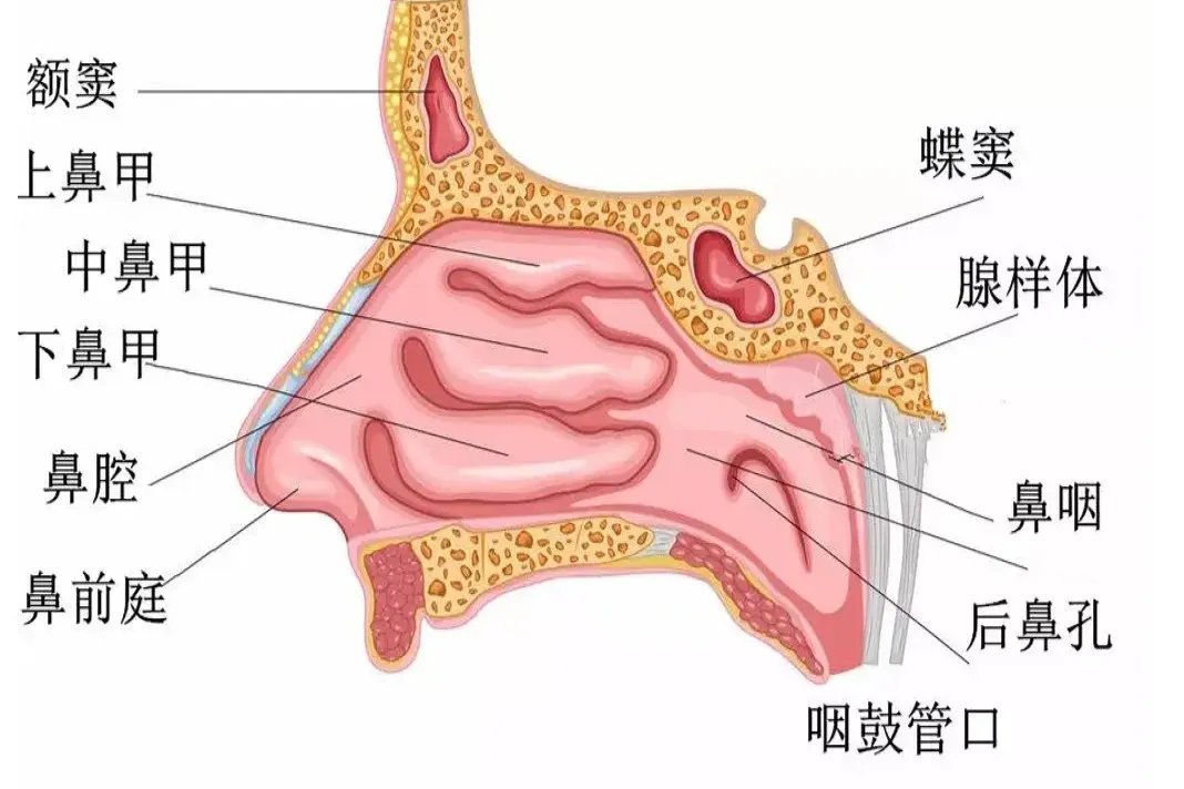 鼻子分布图