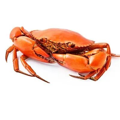 肉苁蓉是什么