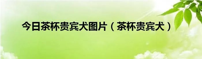 今日茶杯贵宾犬图片（茶杯贵宾犬）