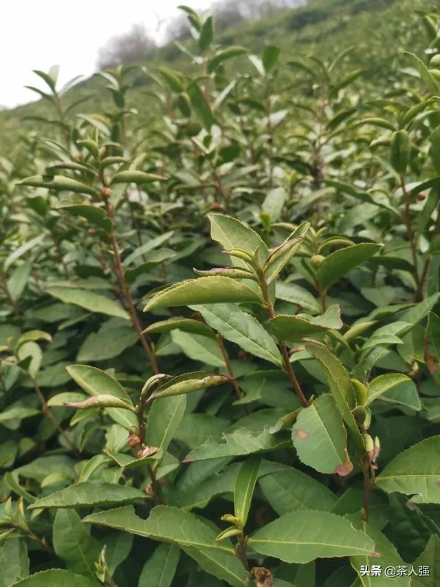 正宗信阳毛尖价格多少钱一斤?