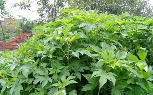 三裂叶豚草会造成哪些危害 怎样清除三裂叶豚草