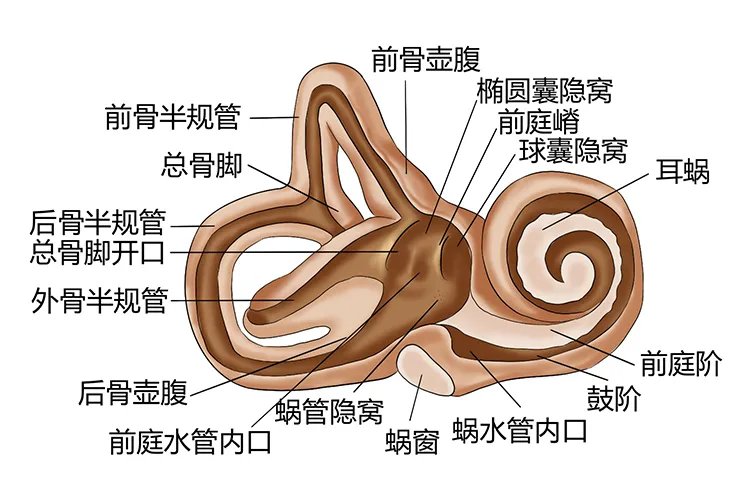 耳朵部位图解大全