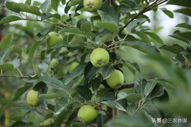 今日芒种,农村种植的果树近期的管理要点有哪些?