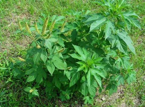 三裂叶豚草会造成哪些危害 怎样清除三裂叶豚草