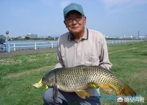 如何防治外来生物入侵?