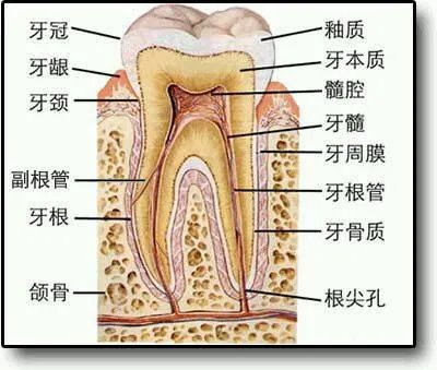 根管治疗
