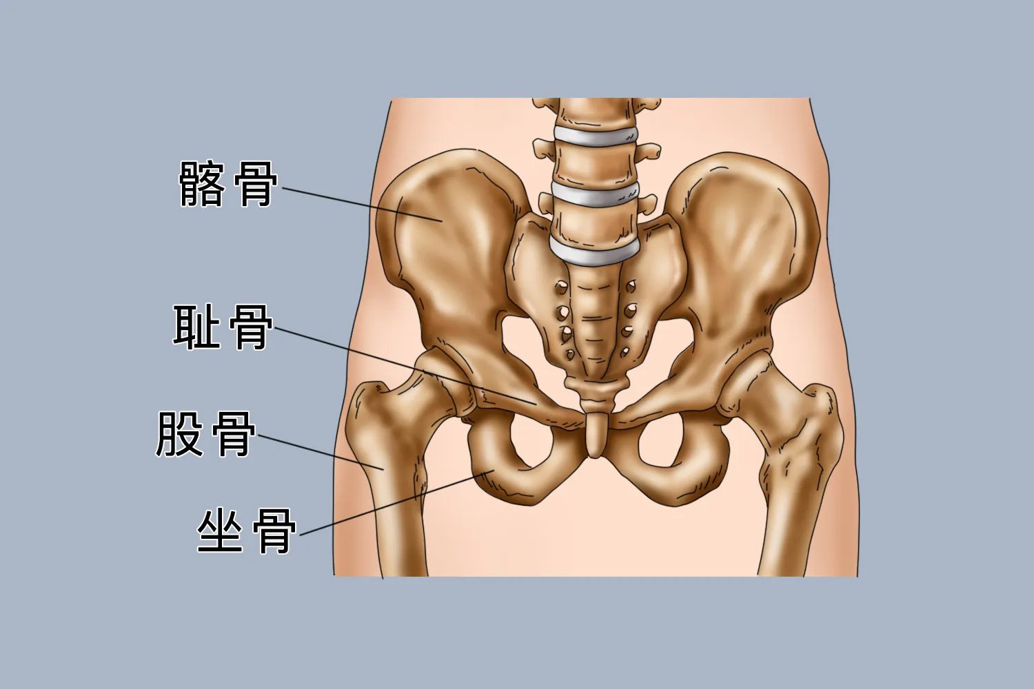 胯部是哪个位置图片