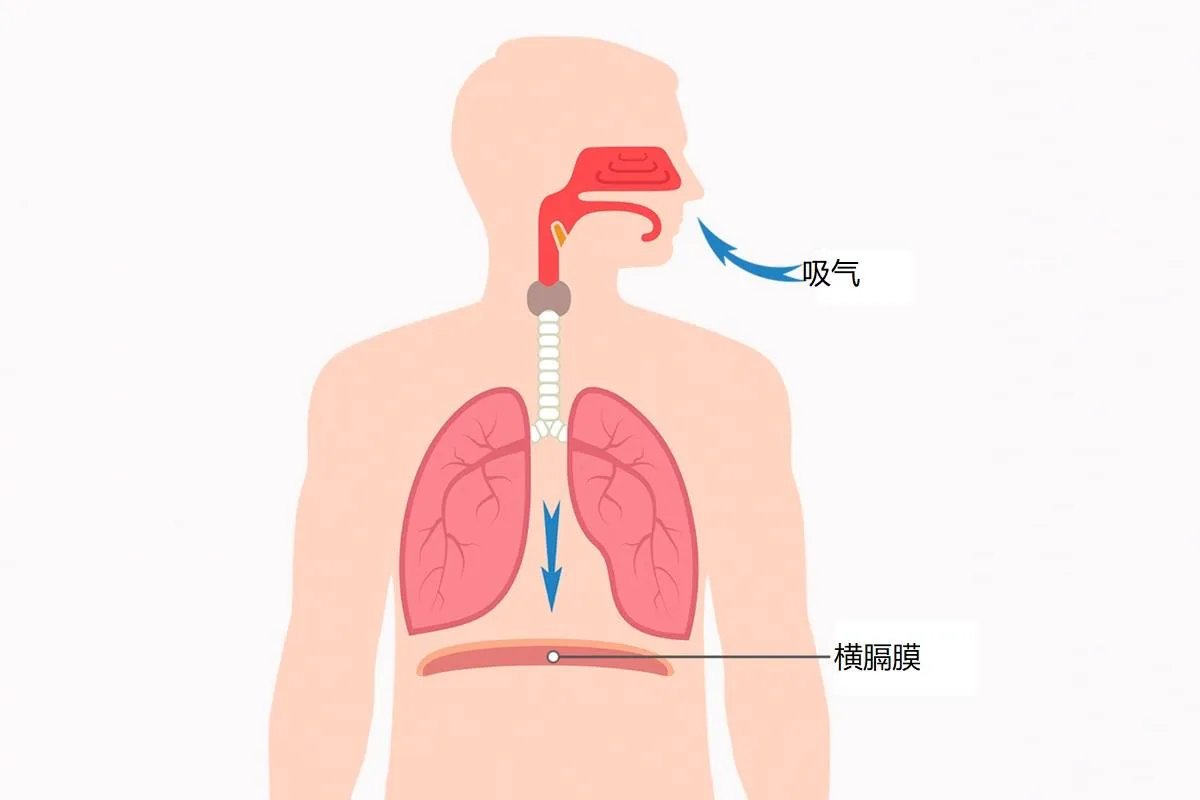 横膈膜位置