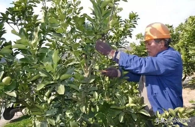今日芒种,农村种植的果树近期的管理要点有哪些?