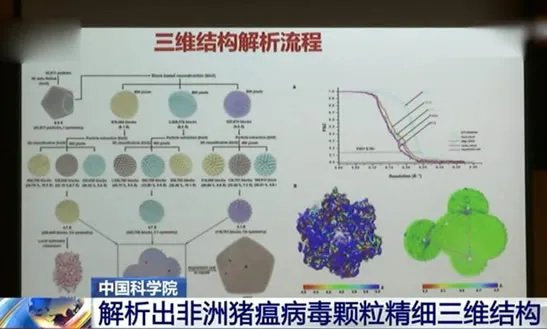 中国解析猪瘟病毒:这到底是怎么回事?