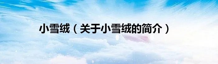 小雪绒（关于小雪绒的简介）