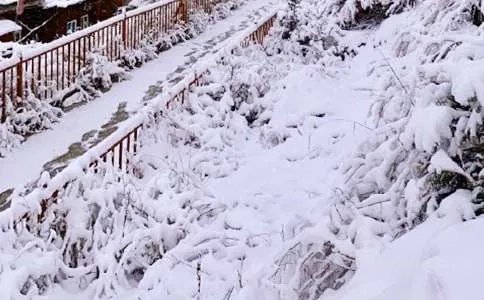 下雪了作文