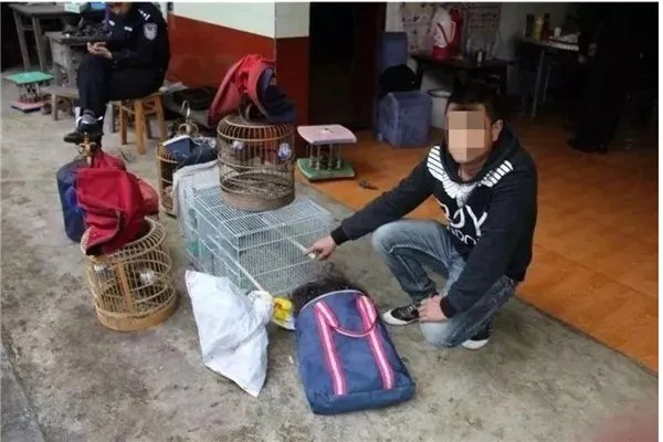 偷运麻雀被罚事件:最终受到法律制裁(事件全解)