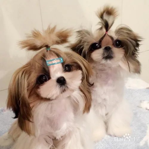 西施犬寿命有多长?
