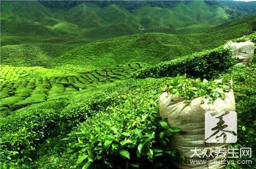 喝浦公英茶有什么功效