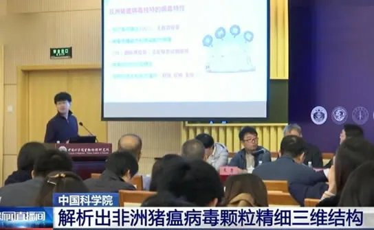 中国解析猪瘟病毒:这到底是怎么回事?