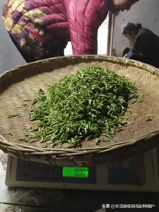 正宗信阳毛尖价格多少钱一斤?