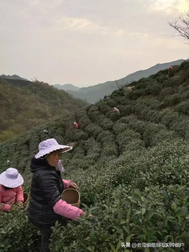 正宗信阳毛尖价格多少钱一斤?