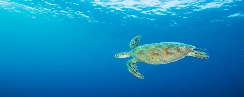 世界上体型最大的海龟