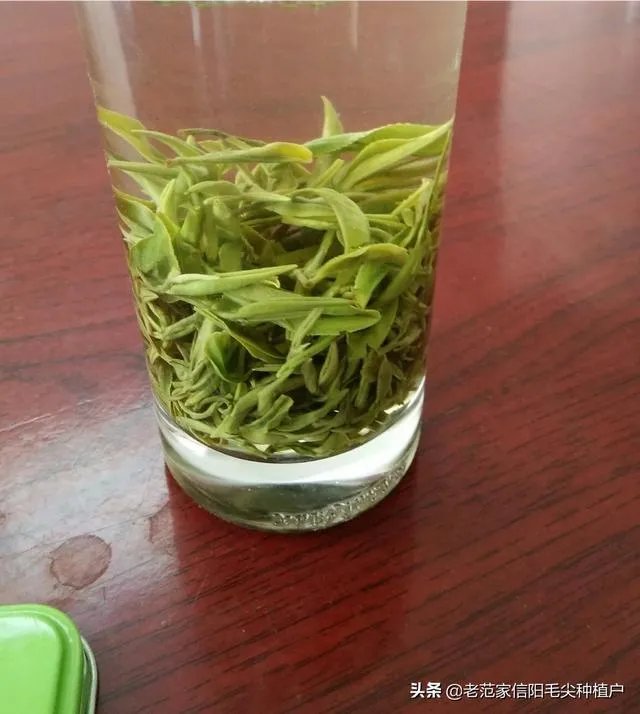 正宗信阳毛尖价格多少钱一斤?