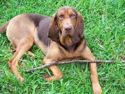 狂犬疫苗有效期是多久