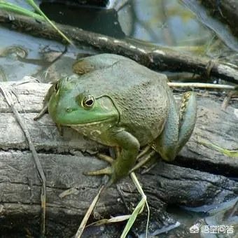 如何防治外来生物入侵?