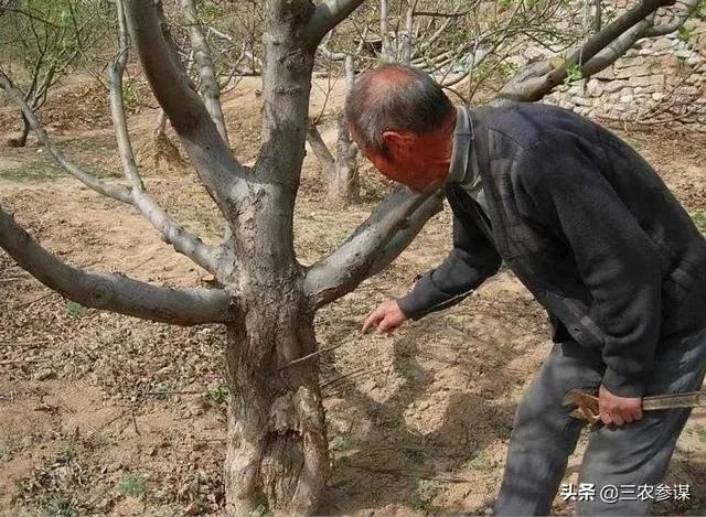 今日芒种,农村种植的果树近期的管理要点有哪些?