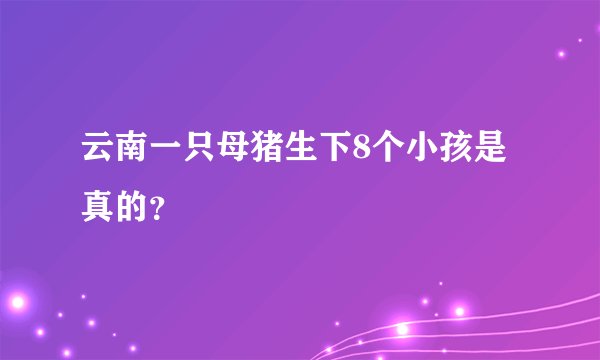 云南一只母猪生下8个小孩是真的？