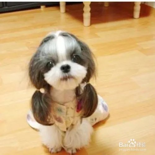 西施犬寿命有多长?