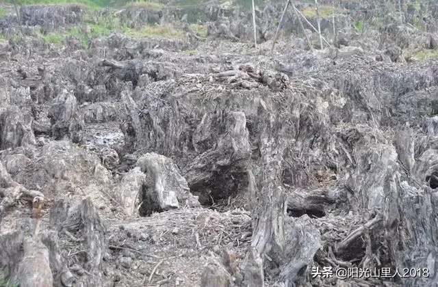 肇庆四会旅游景点大全?