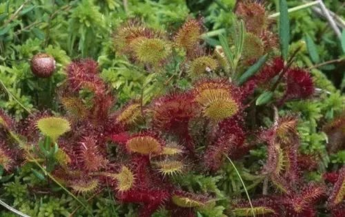 重庆发现了吃虫植物,这种植物会吃哪些虫子?