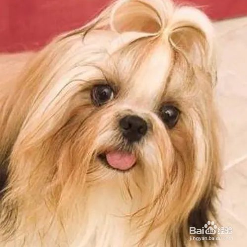 西施犬寿命有多长?