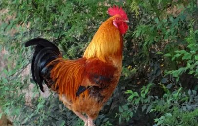cock英文