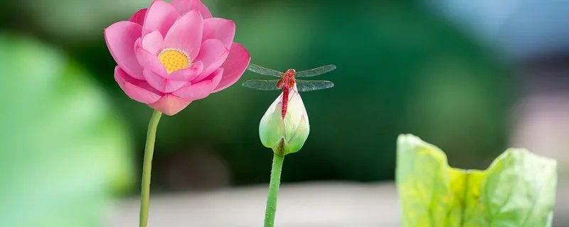 莲花的别称有哪些 莲花的别名有哪些